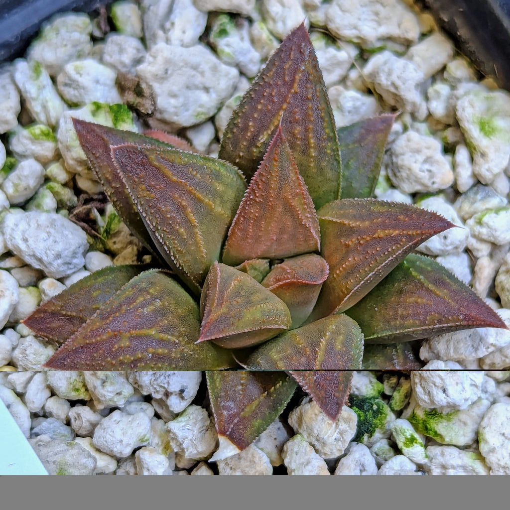 Haworthia hybrid series PP572 #18 (Copy)