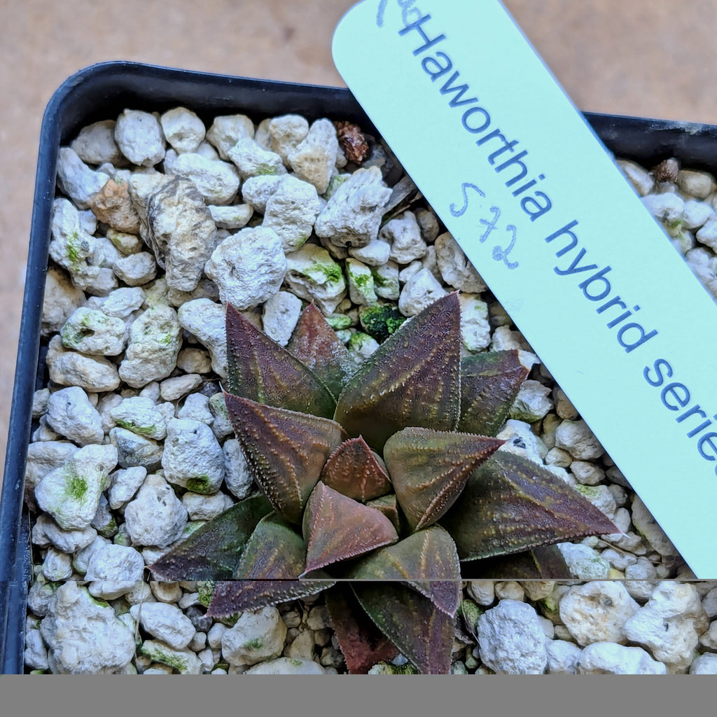 Haworthia hybrid series PP572 #18 (Copy)