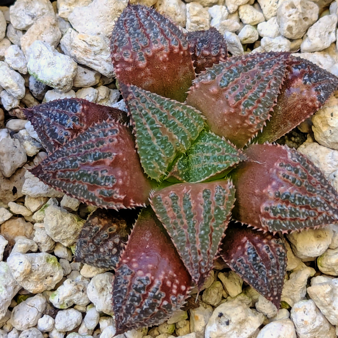 Haworthia hybrid series PP584 #18