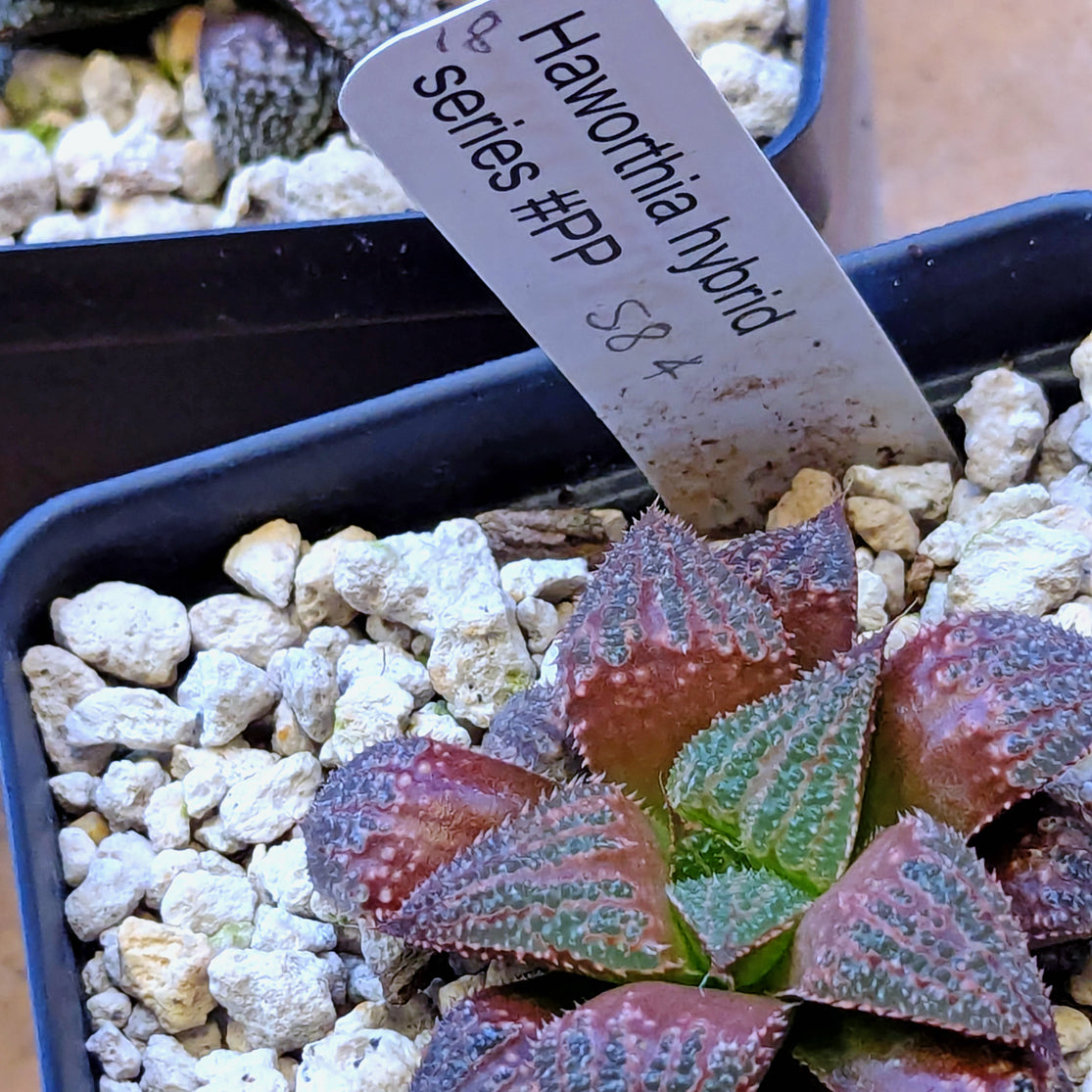 Haworthia hybrid series PP584 #18