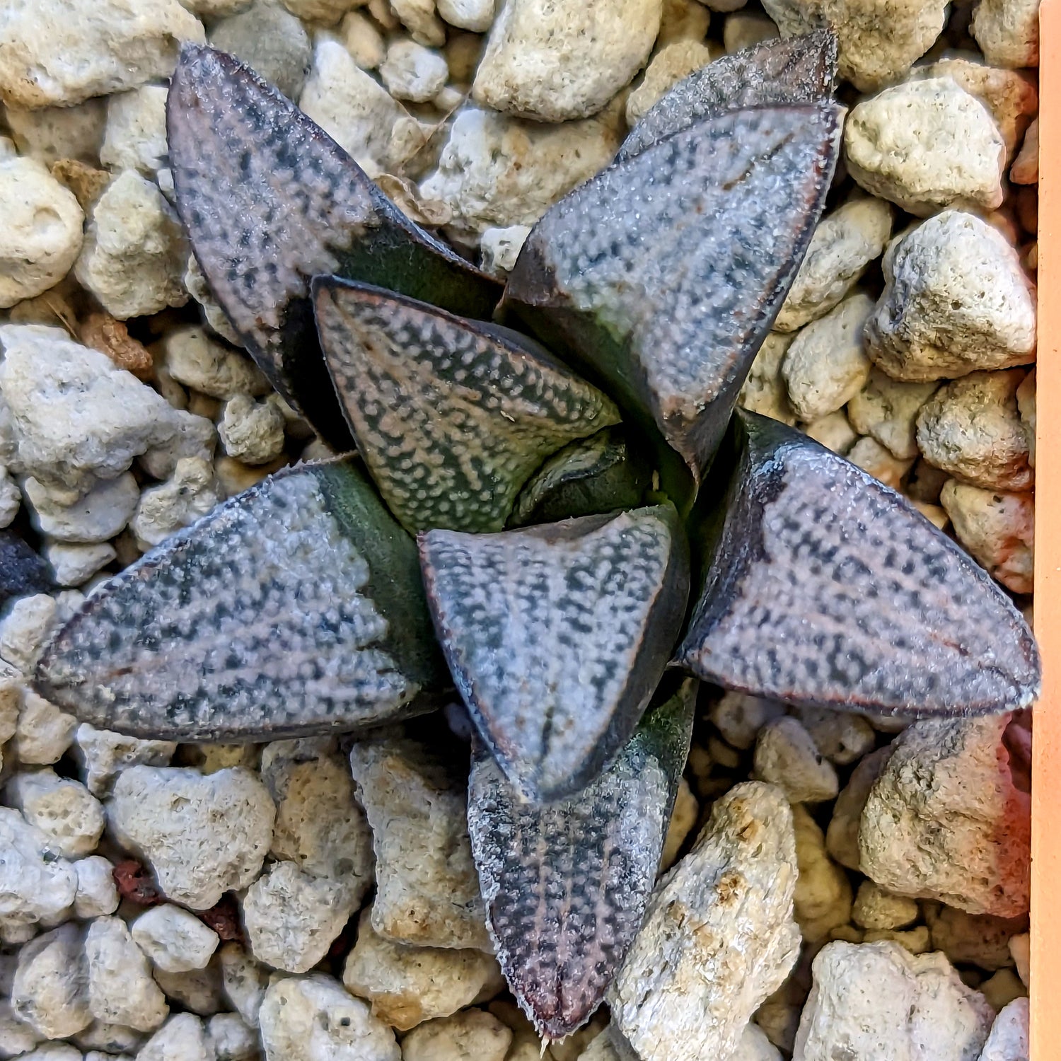 Haworthia groenewaldii hybrid series PP415 #19 SOLD OUT