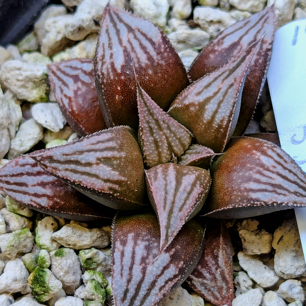 Haworthia hybrid series PP557 #19
