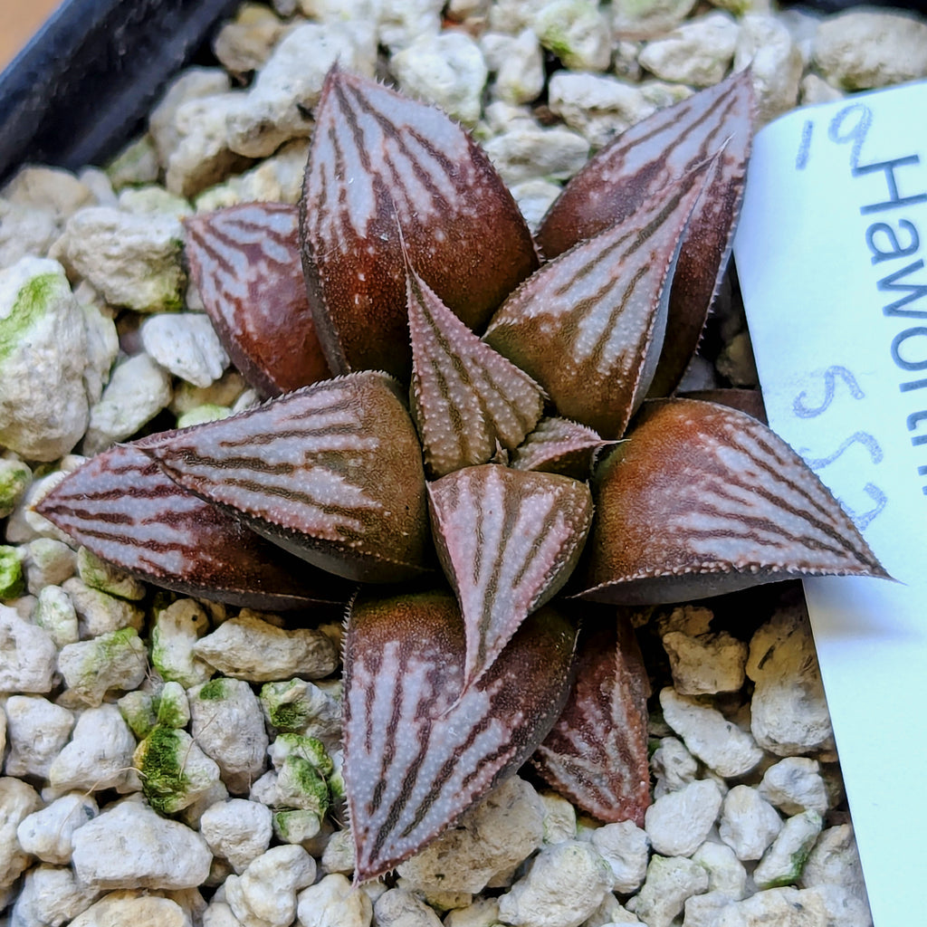 Haworthia hybrid series PP557 #19