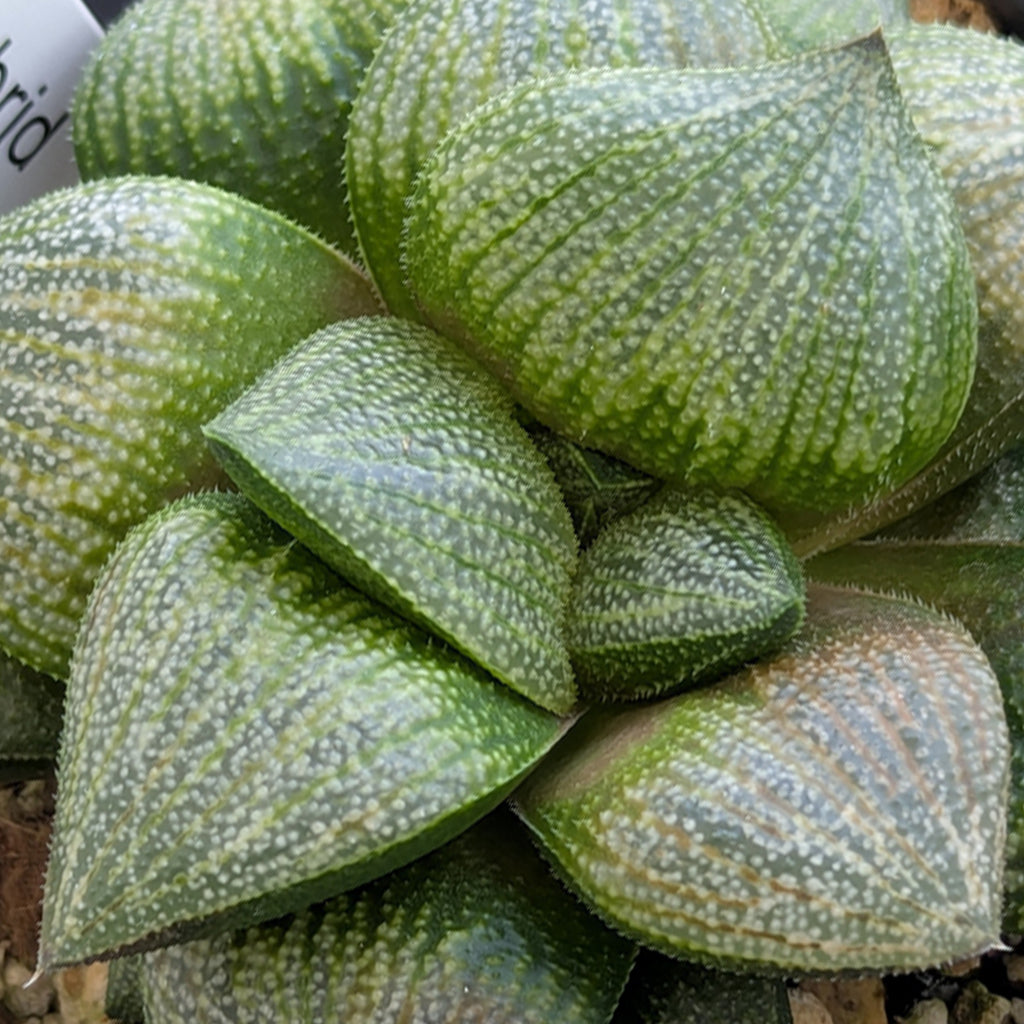 Haworthia PP570 hybrid series #19