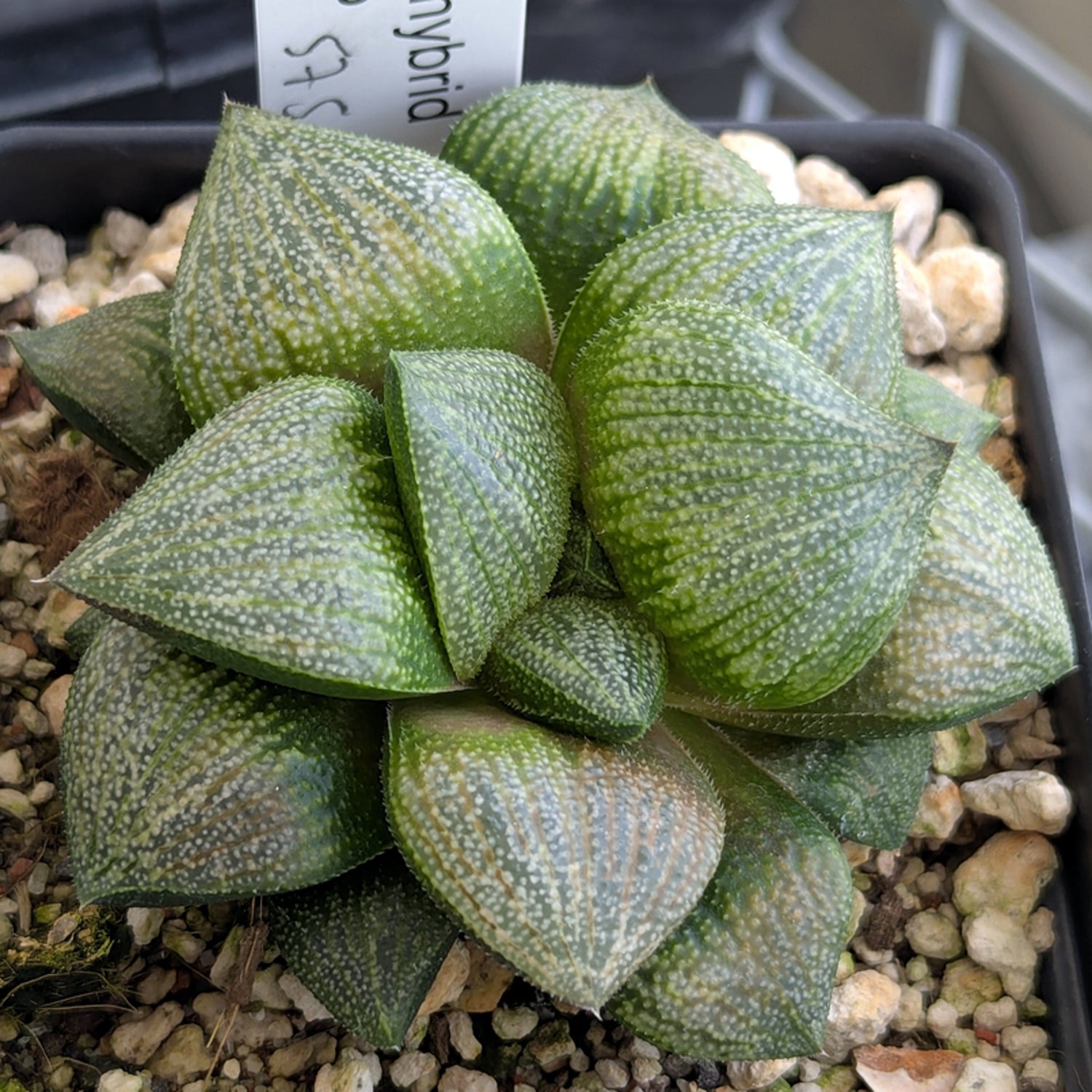 Haworthia PP570 hybrid series #19
