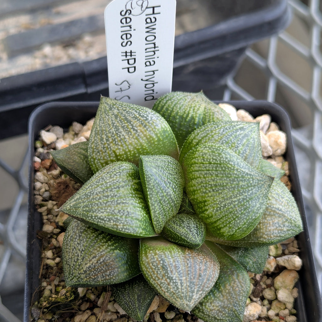 Haworthia PP570 hybrid series #19
