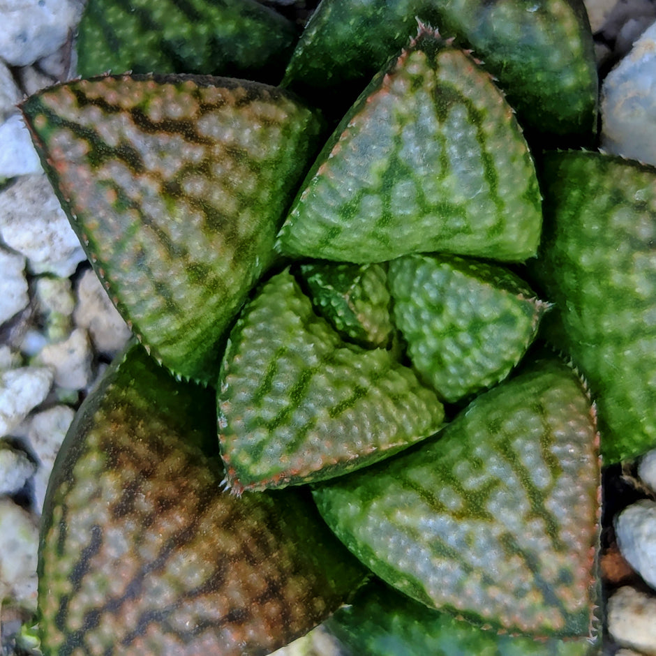 Haworthia hybrid series PP639 #19