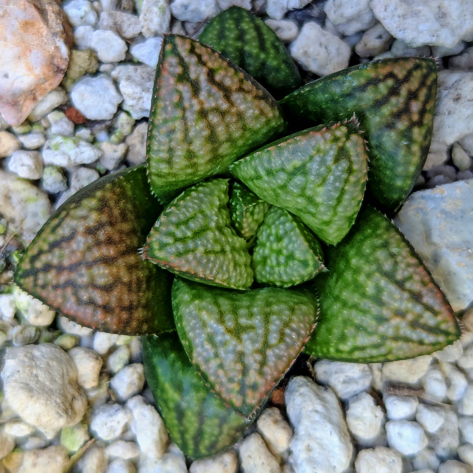 Haworthia hybrid series PP639 #19