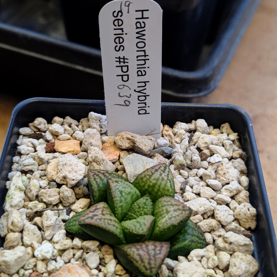 Haworthia hybrid series PP639 #19