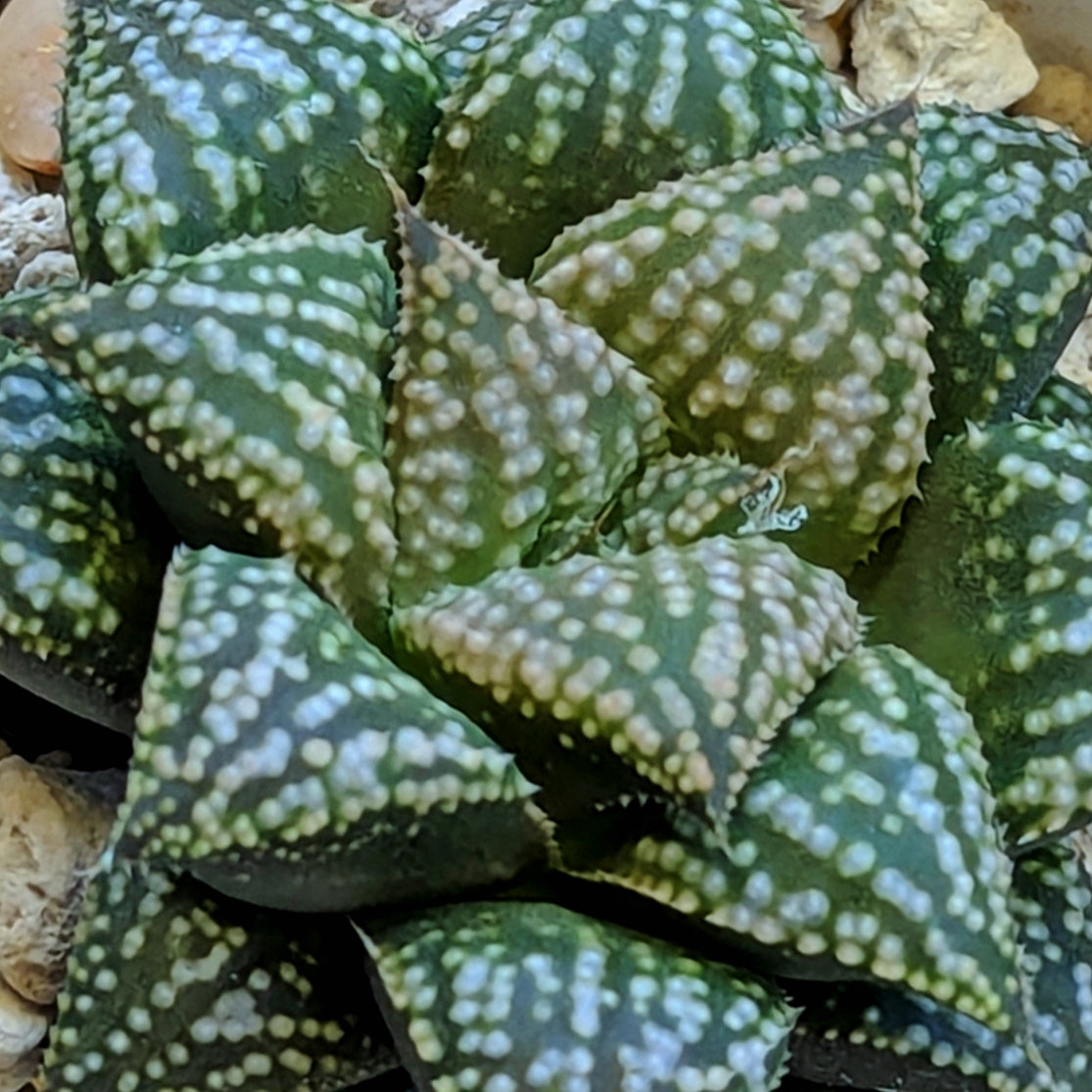 Haworthia PP660 hybrid series #19