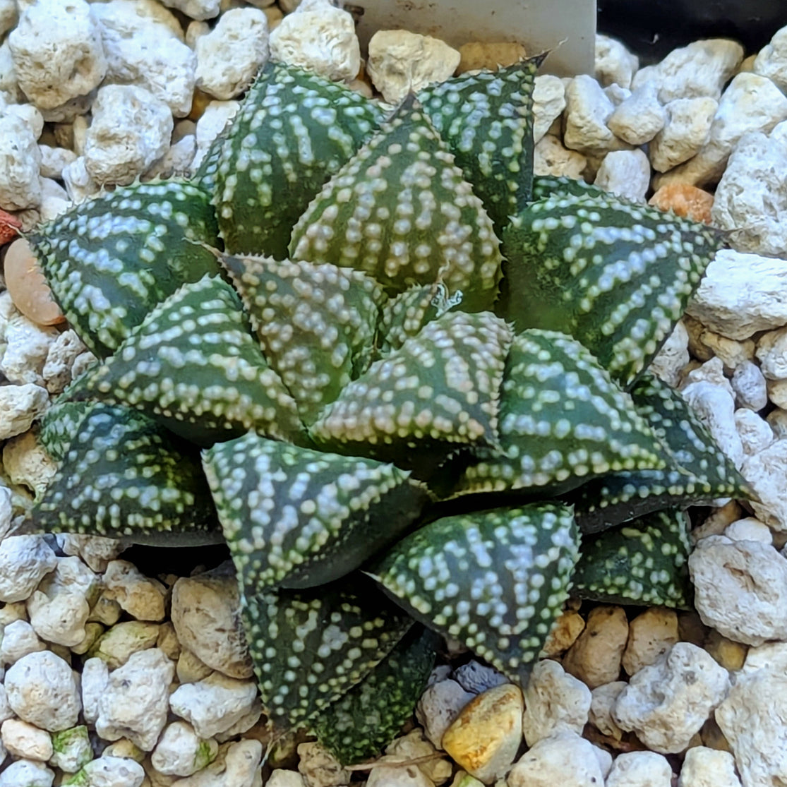 Haworthia PP660 hybrid series #19