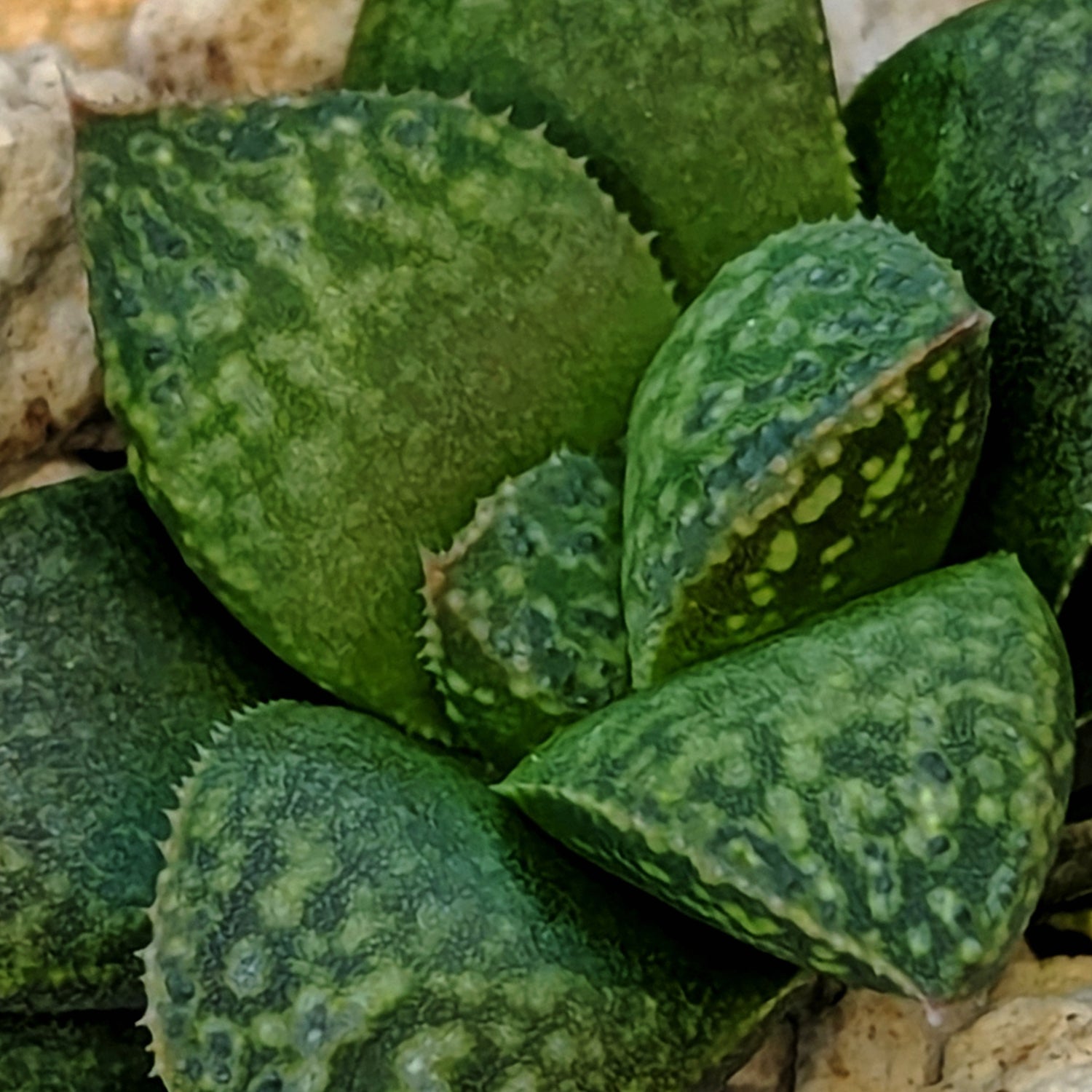Haworthia PP661 hybrid series #19