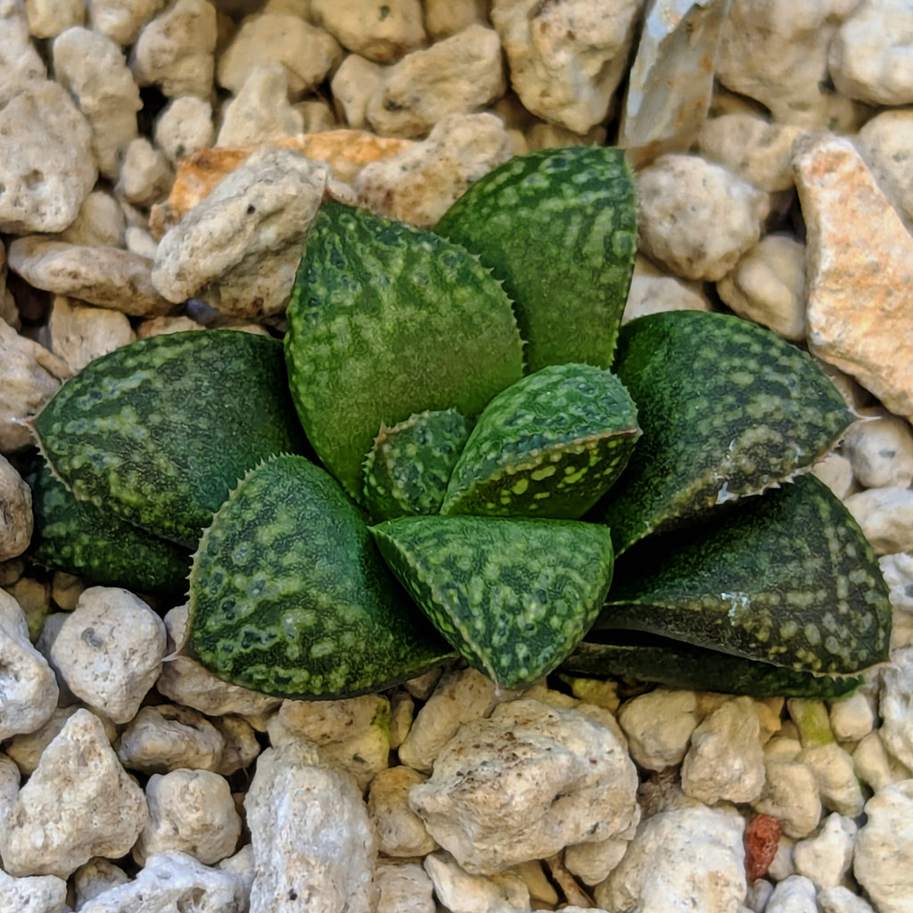 Haworthia PP661 hybrid series #19