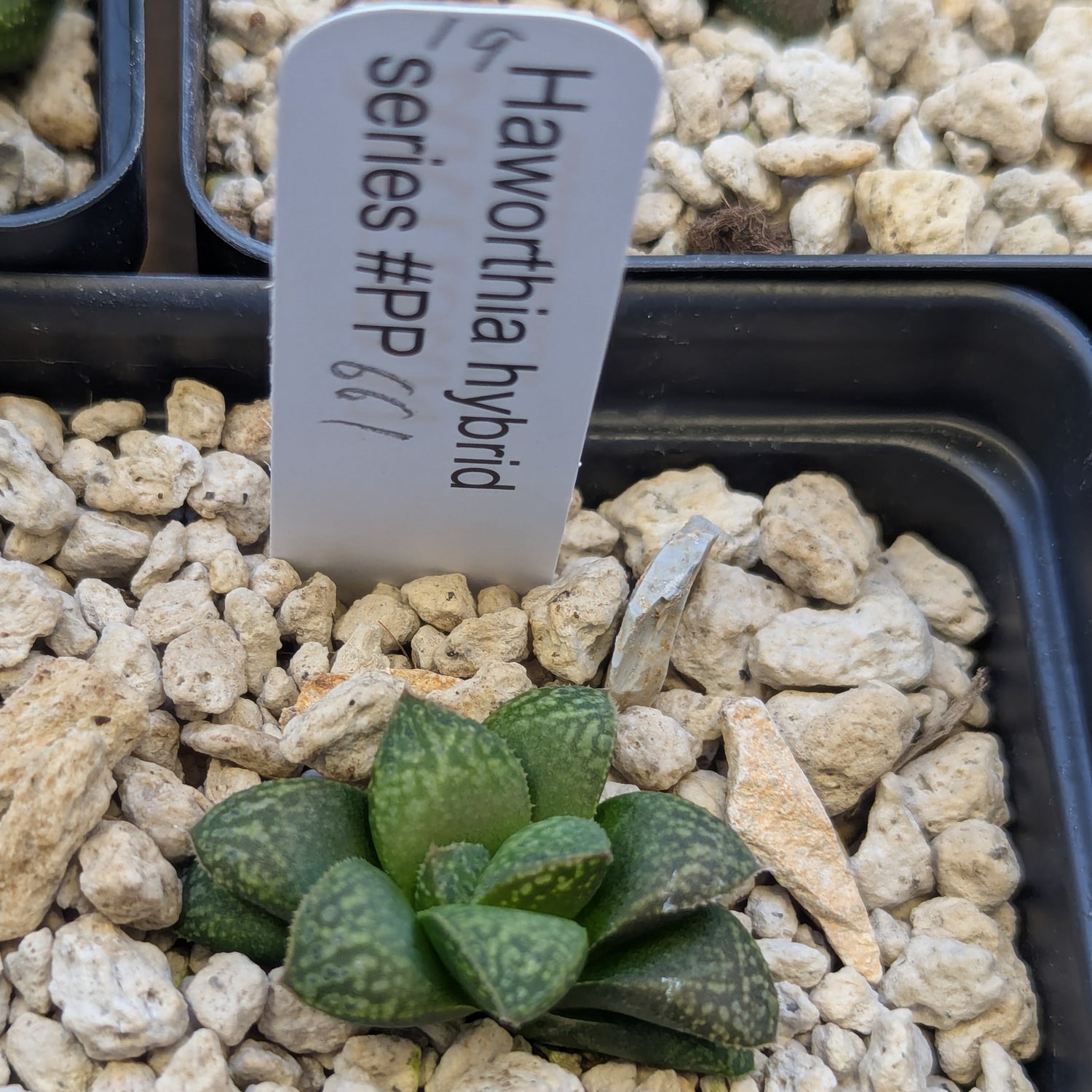Haworthia PP661 hybrid series #19