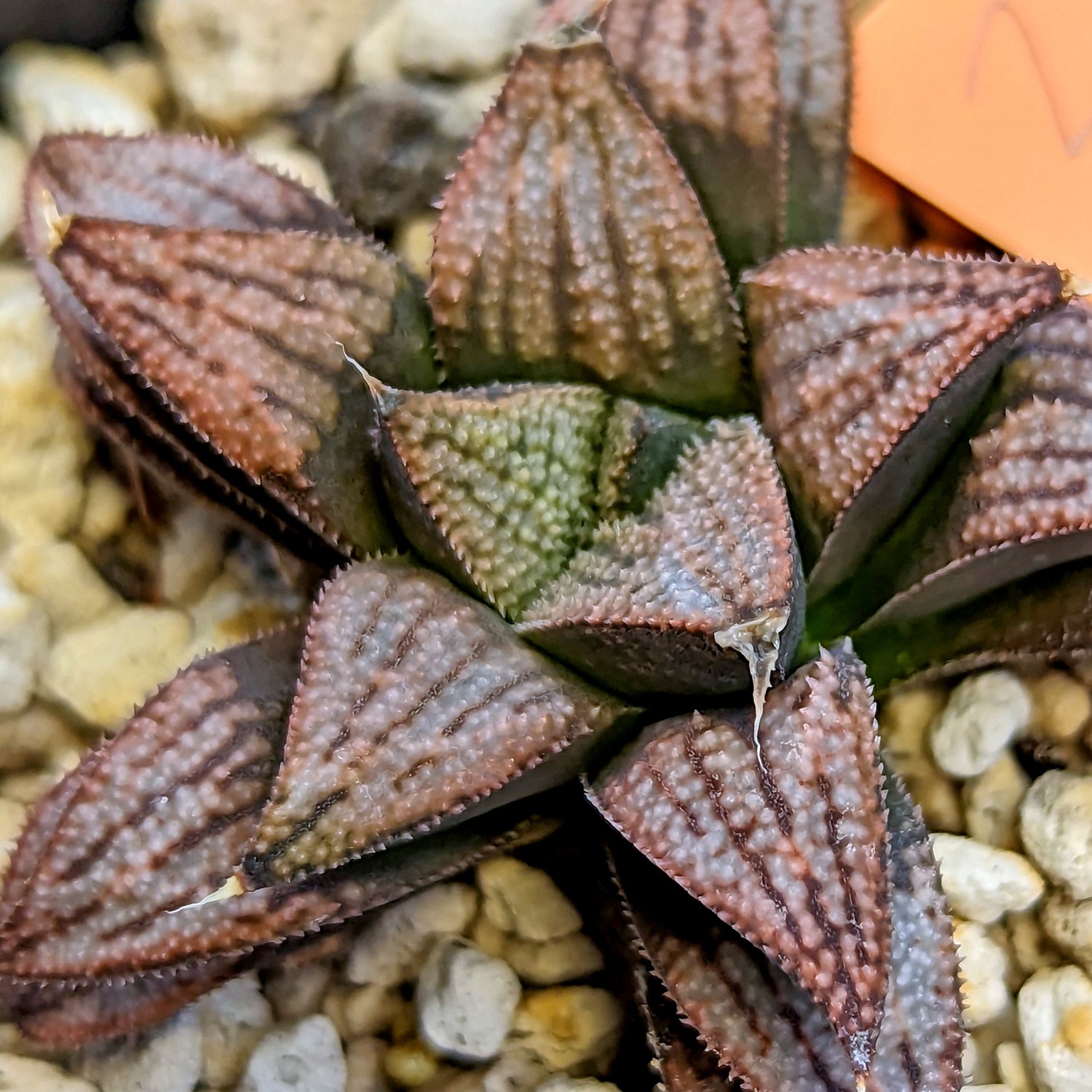 Haworthia hybrid series PP512 #2 SOLD OUT
