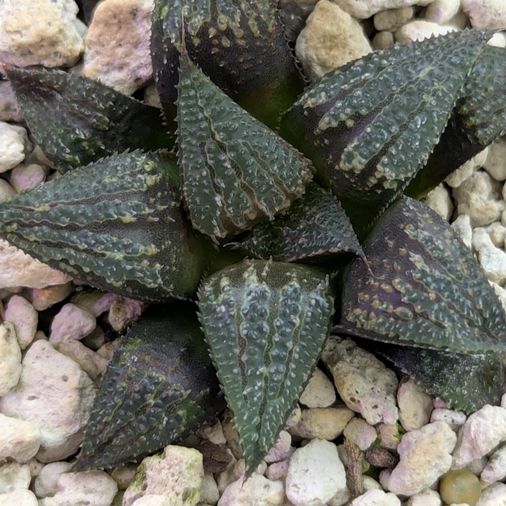 Haworthia PP611 hybrid series #2
