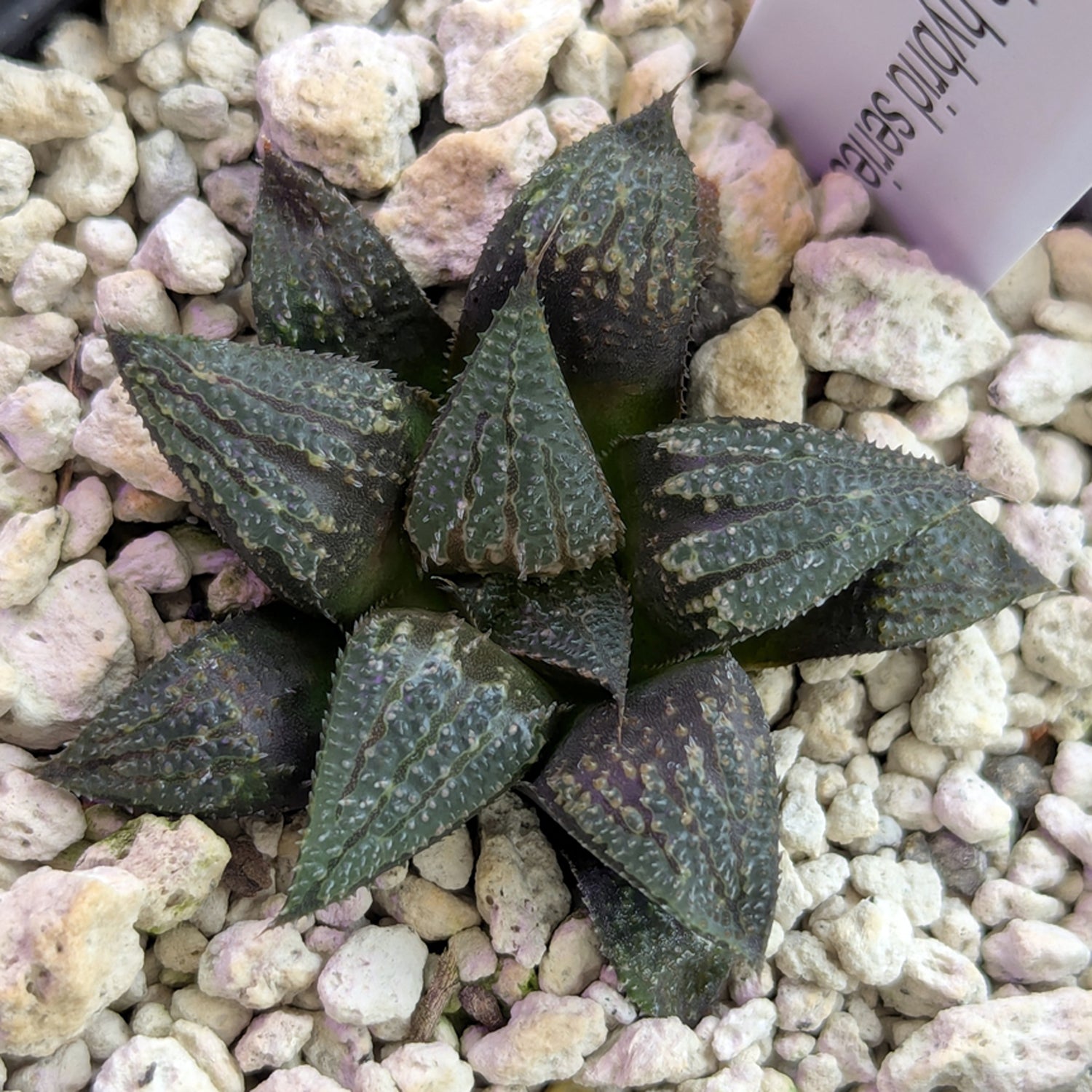 Haworthia PP611 hybrid series #2