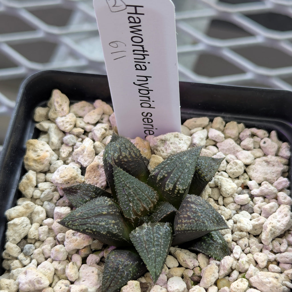 Haworthia PP611 hybrid series #2