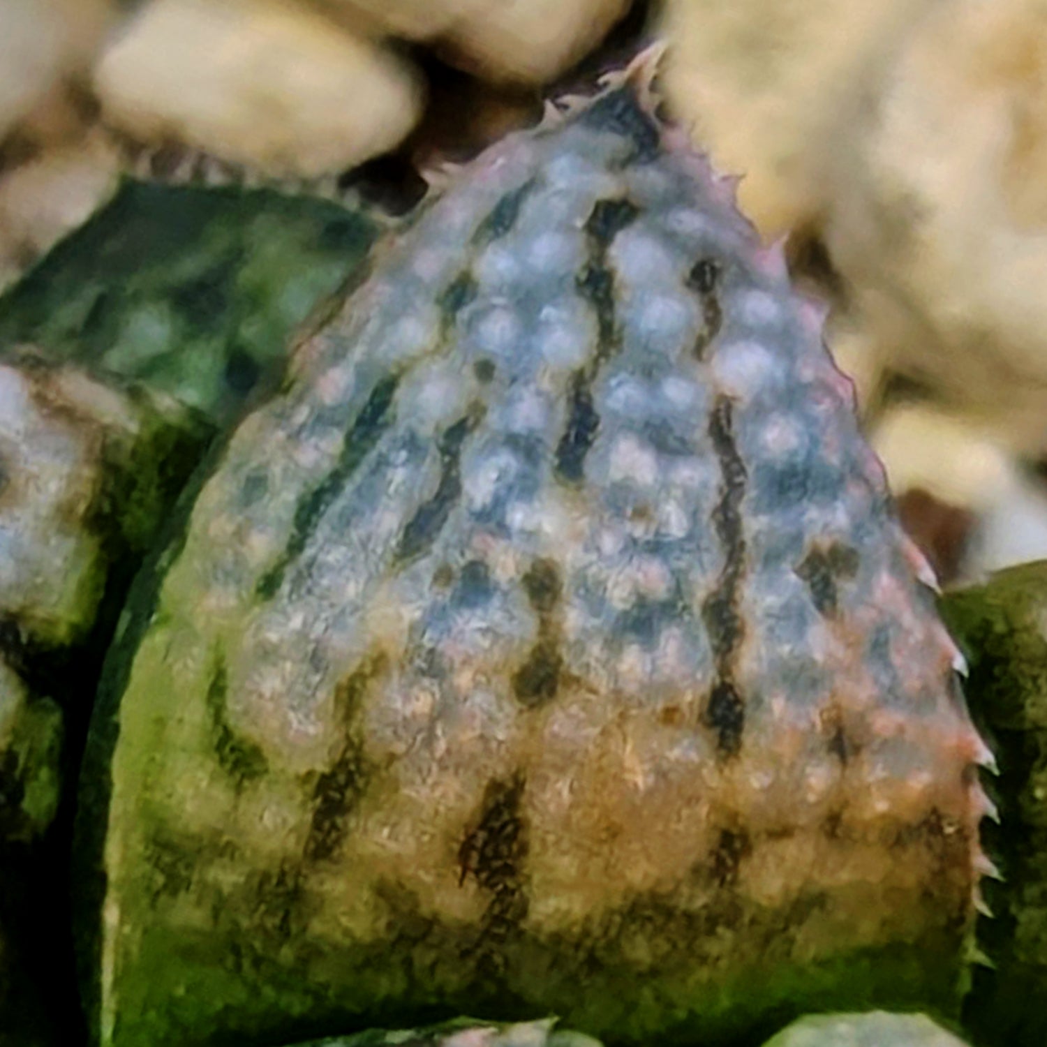Haworthia PP661 hybrid series #2