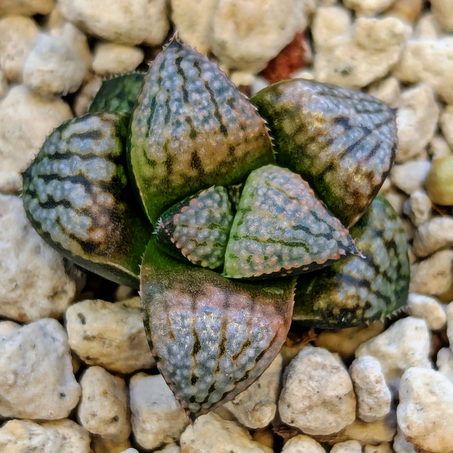 Haworthia PP661 hybrid series #2