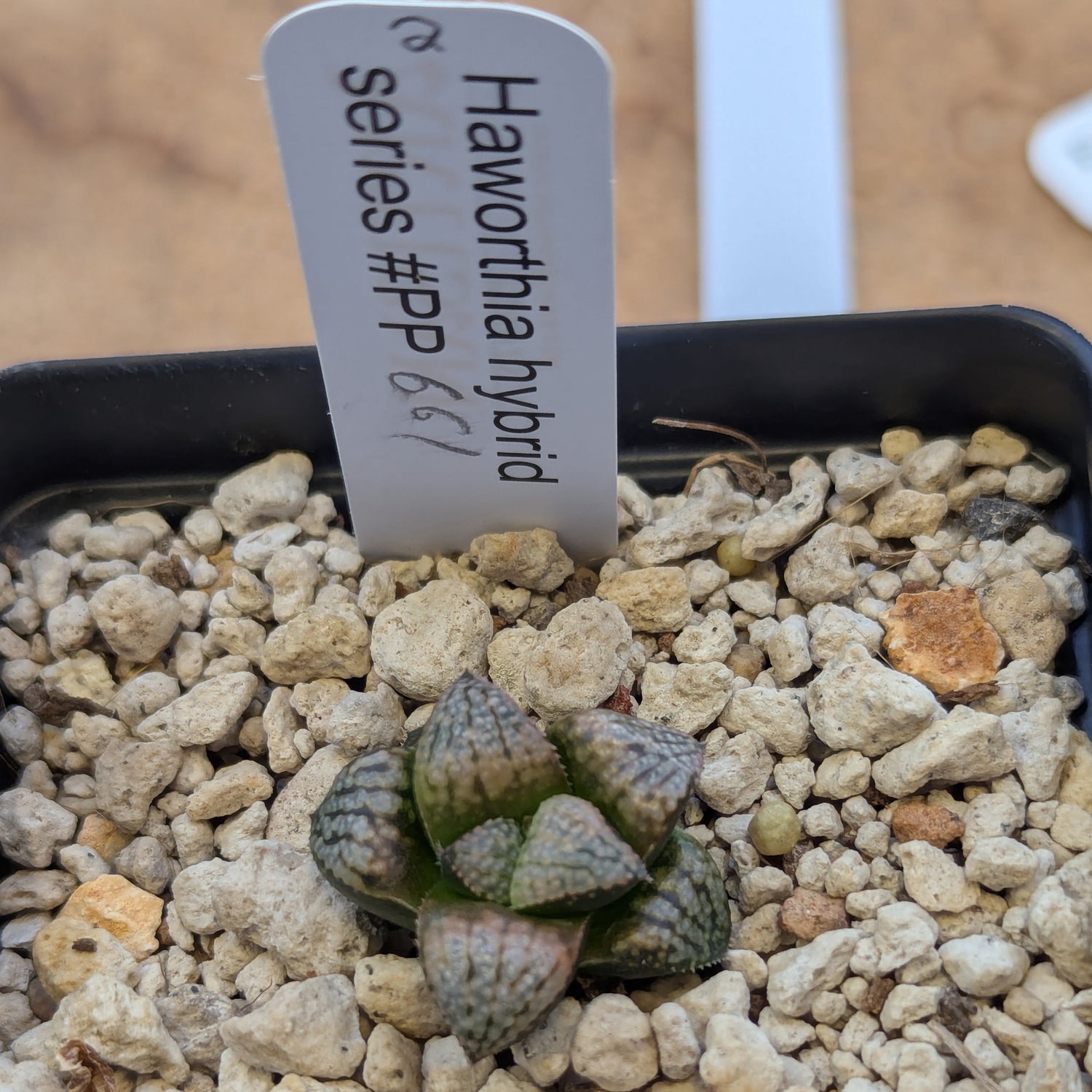 Haworthia PP661 hybrid series #2