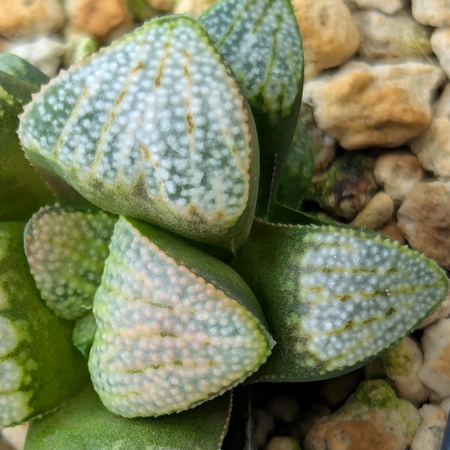 Haworthia PP623 hybrid series #20