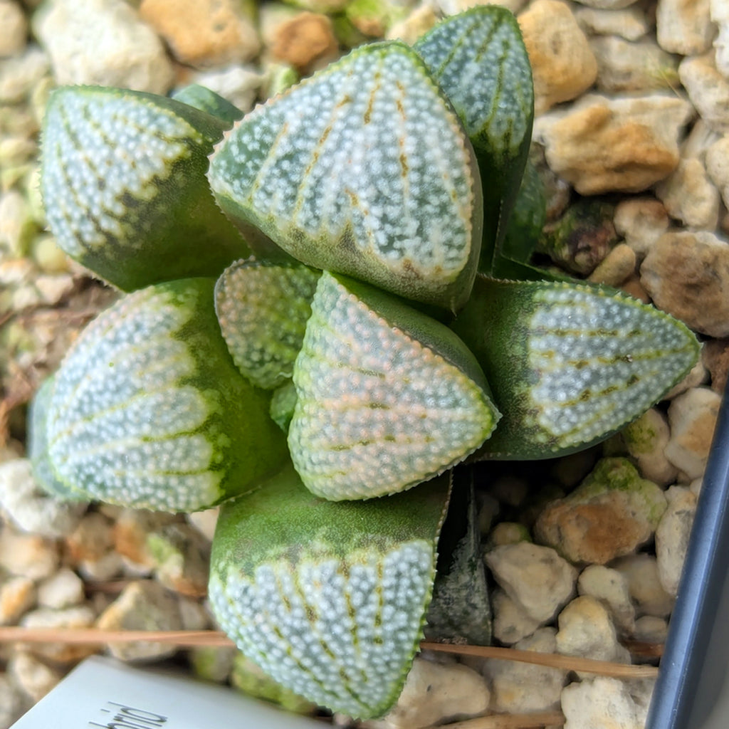 Haworthia PP623 hybrid series #20