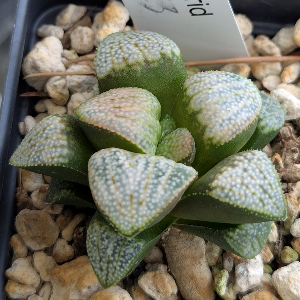 Haworthia PP623 hybrid series #20