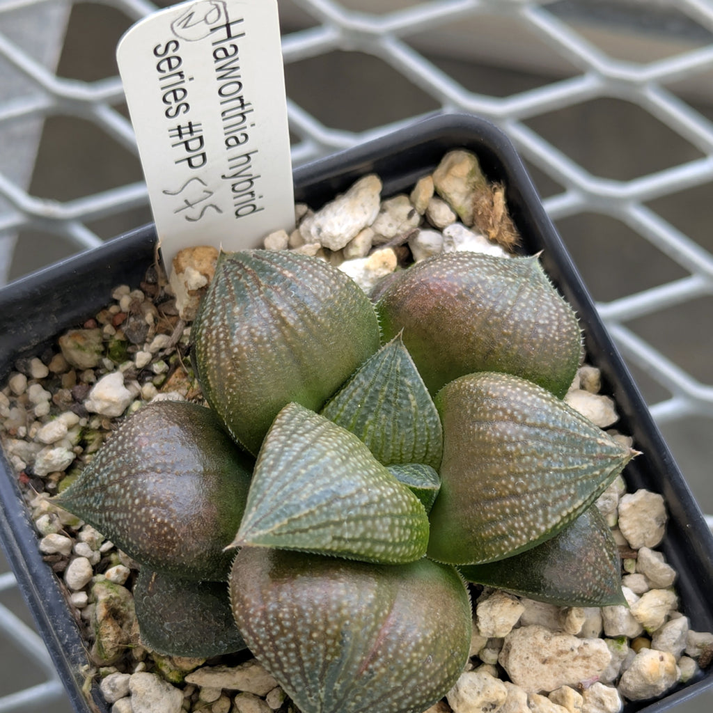 Haworthia PP570 hybrid series #20