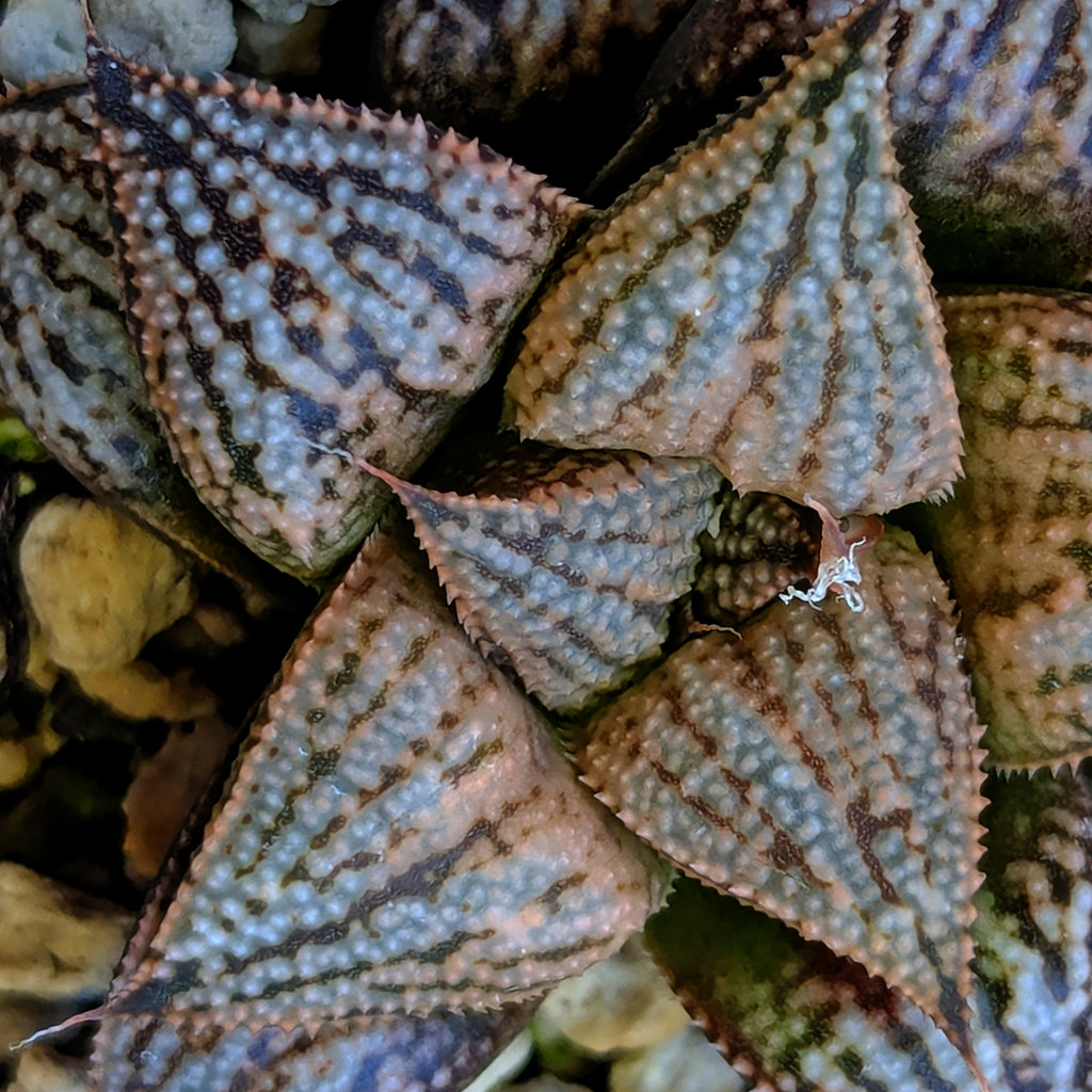 Haworthia PP614 hybrid series #20