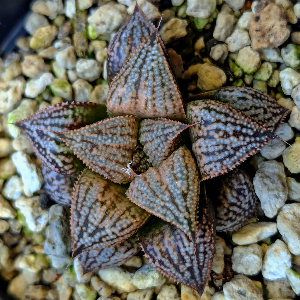 Haworthia PP614 hybrid series #20