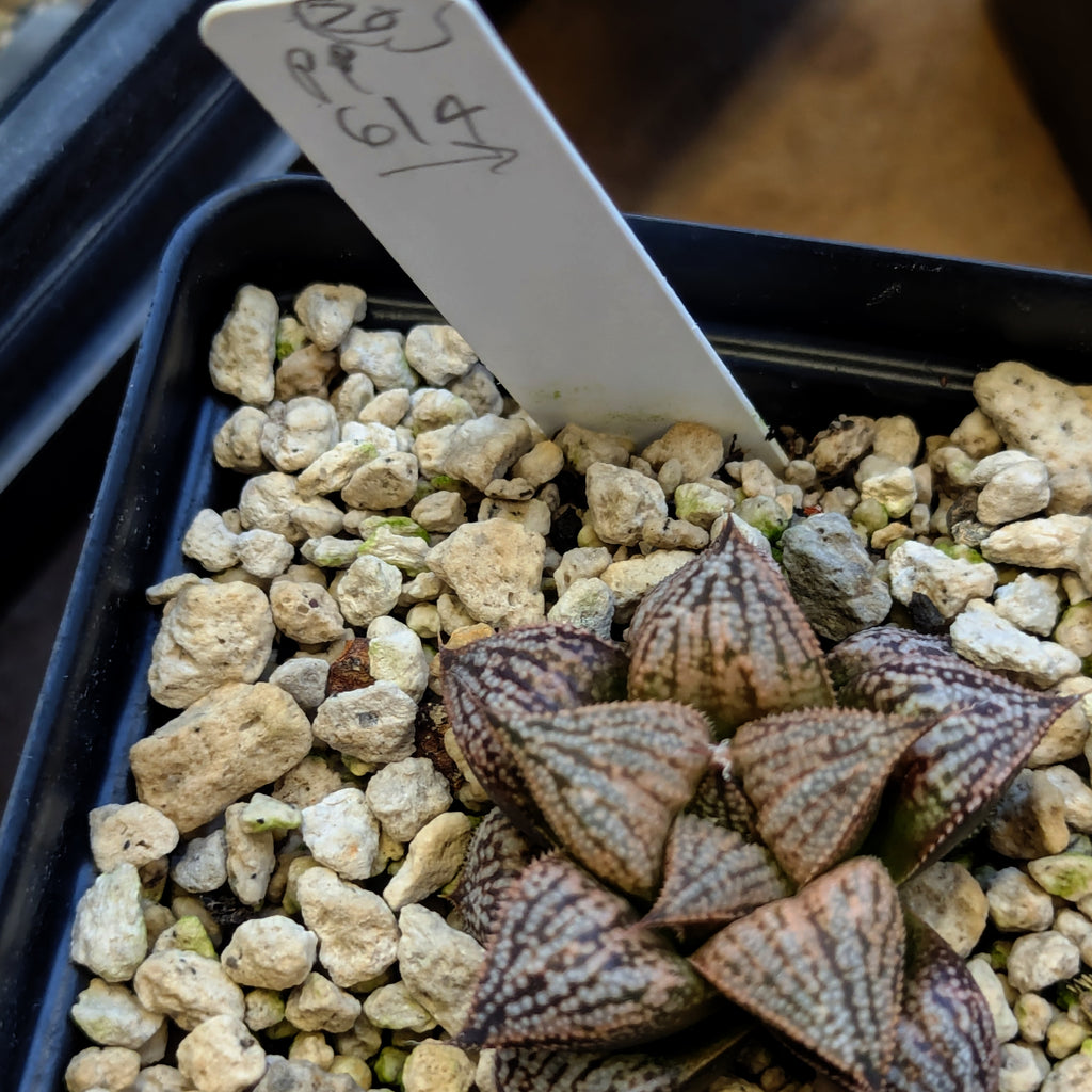 Haworthia PP614 hybrid series #20