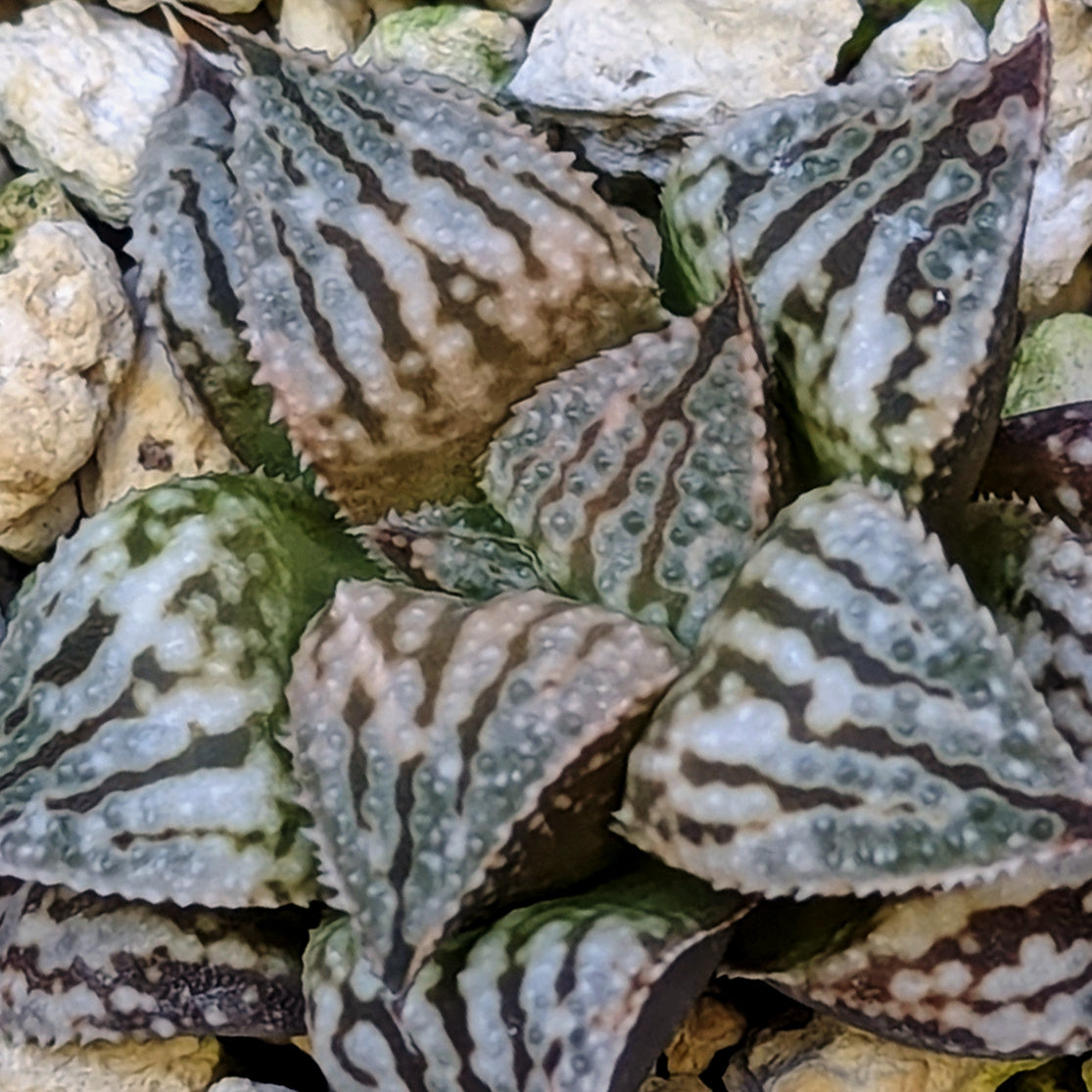 Haworthia PP615 hybrid series #20