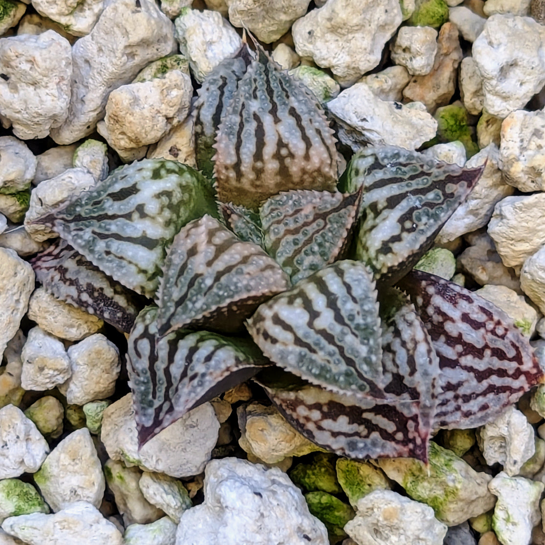 Haworthia PP615 hybrid series #20