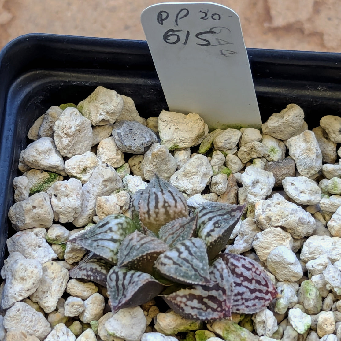 Haworthia PP615 hybrid series #20