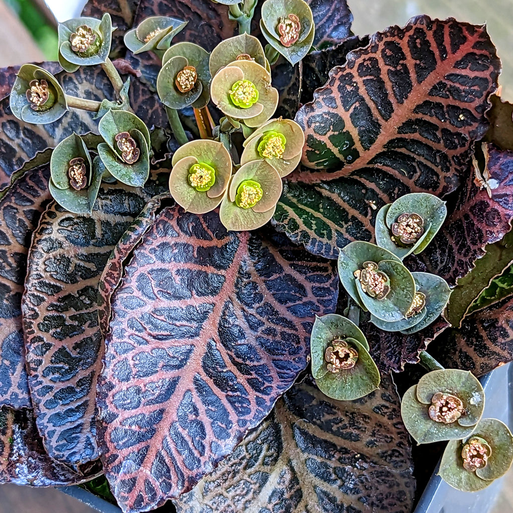 Euphorbia francoisii #21 SOLD OUT