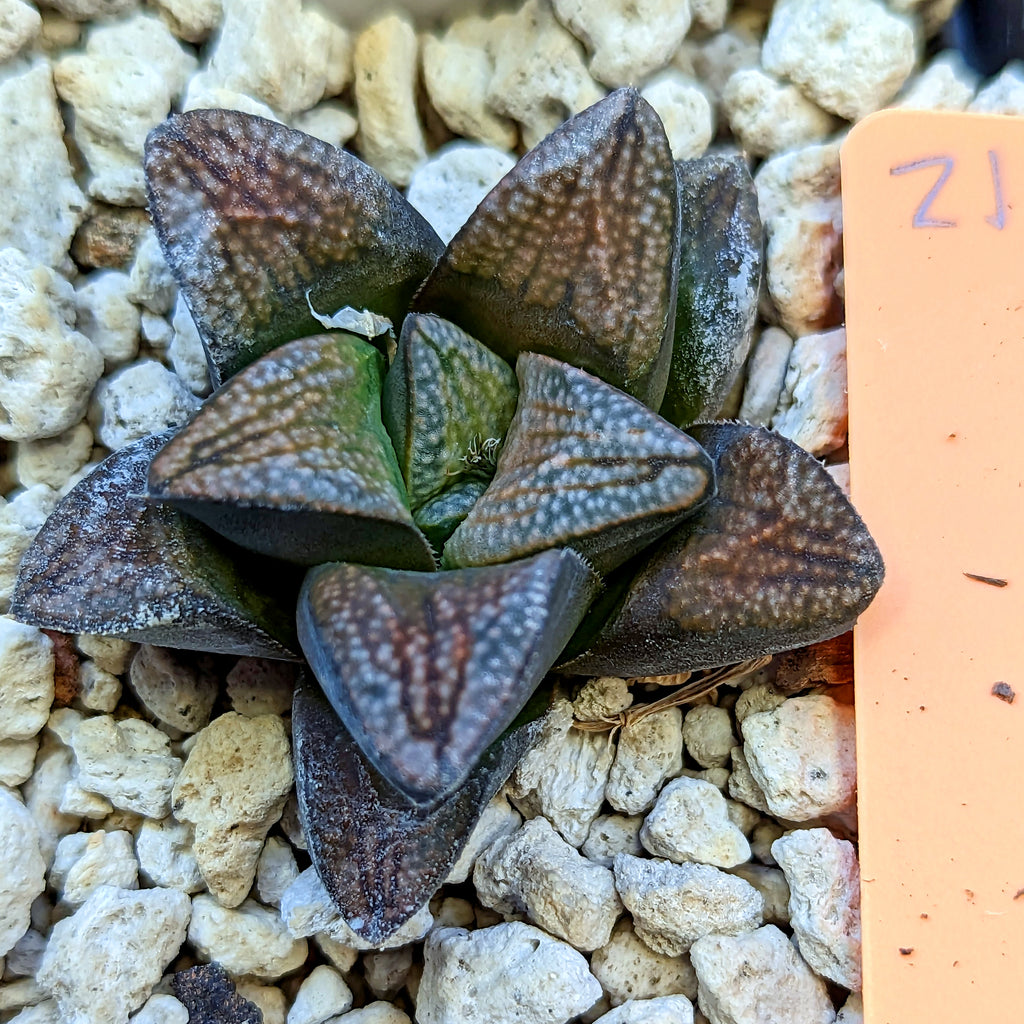 Haworthia groenewaldii hybrid series PP415 #21 SOLD OUT