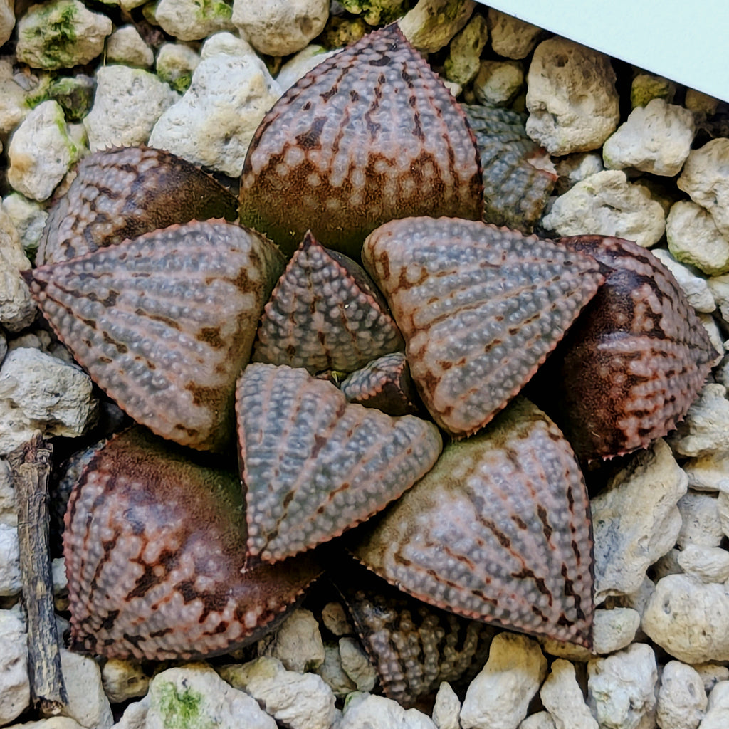 Haworthia PP661 hybrid series #21