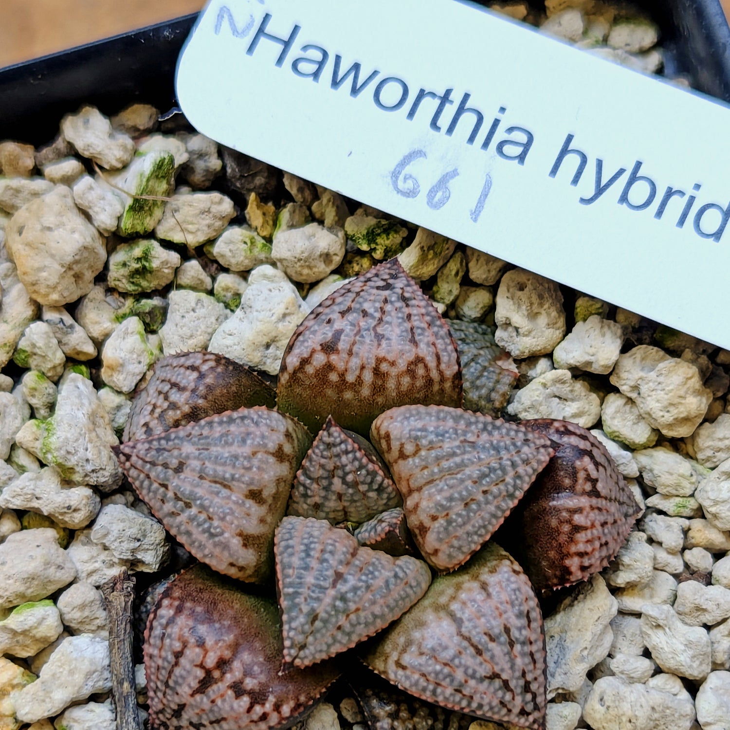 Haworthia PP661 hybrid series #21