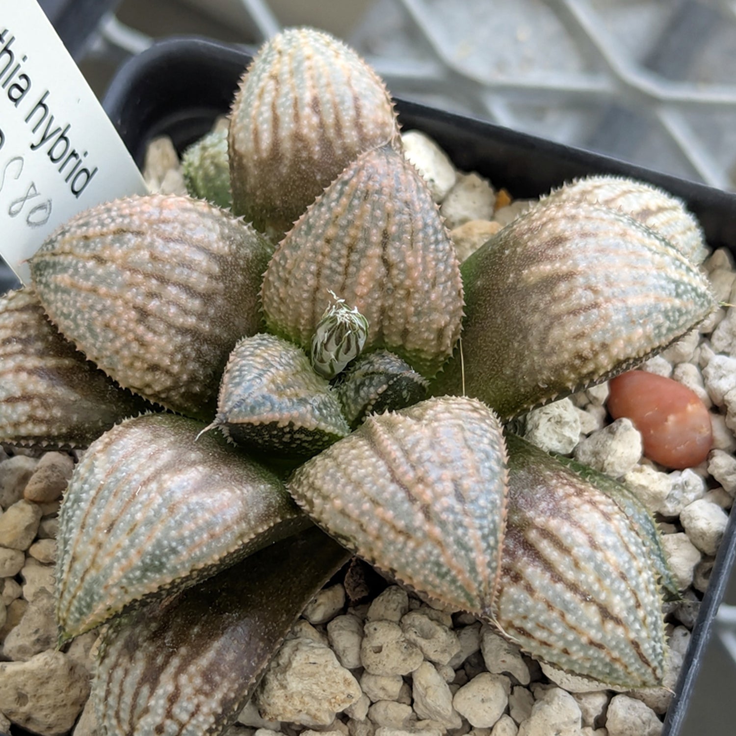 Haworthia "TetraTreasures" PP580 hybrid series #21