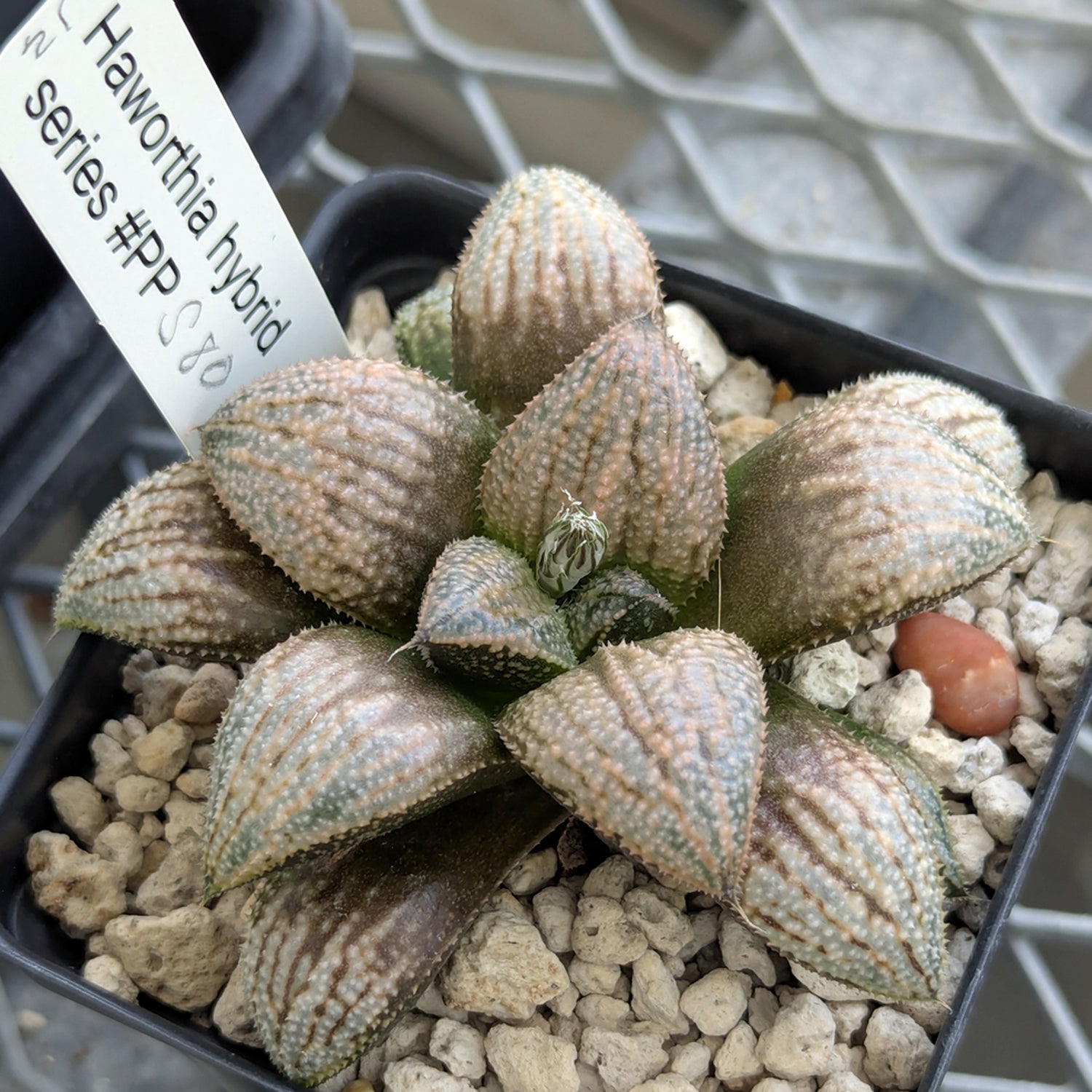 Haworthia "TetraTreasures" PP580 hybrid series #21