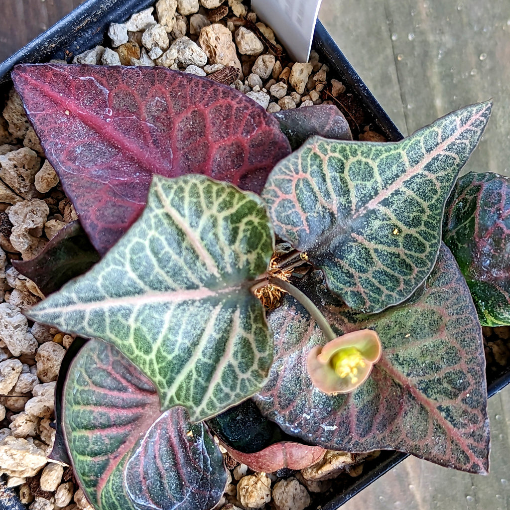 Euphorbia francoisii #22 SOLD OUT