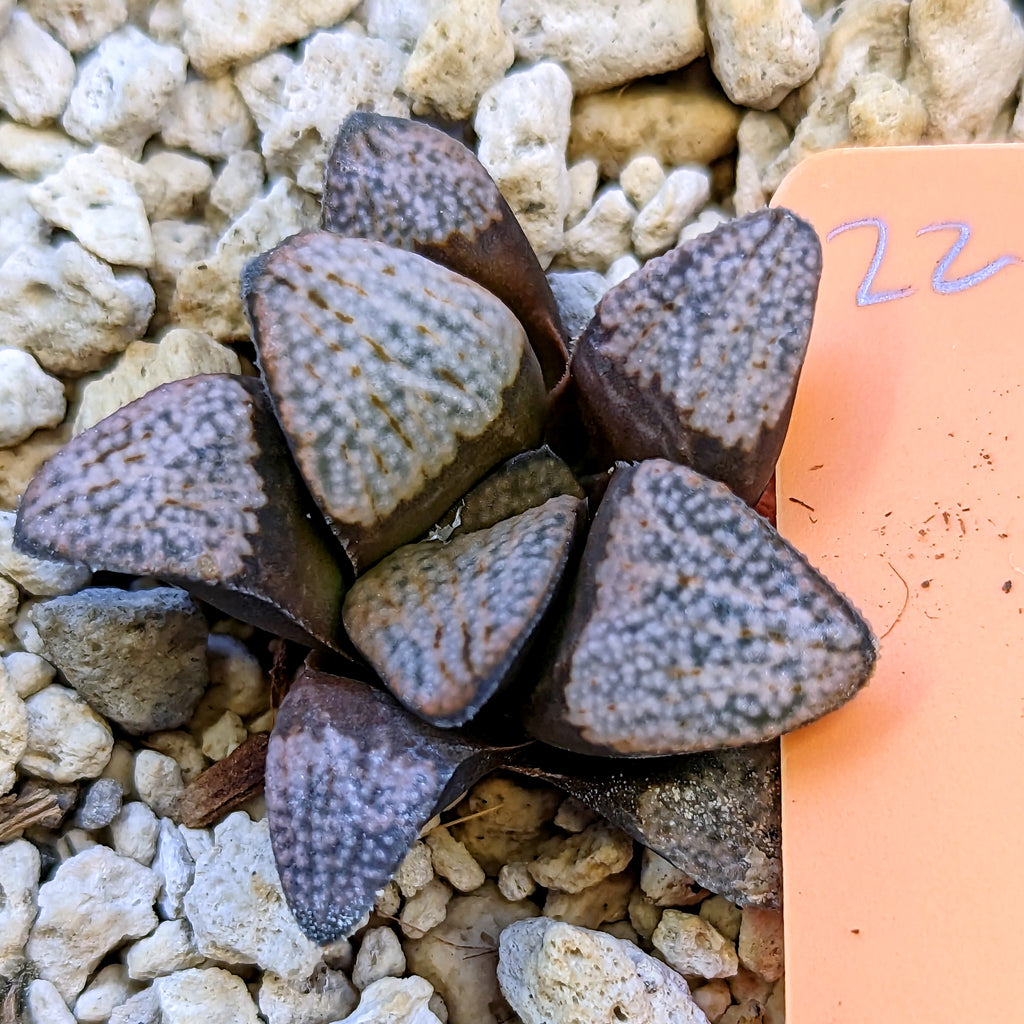 Haworthia groenewaldii hybrid series PP415 #22 SOLD OUT