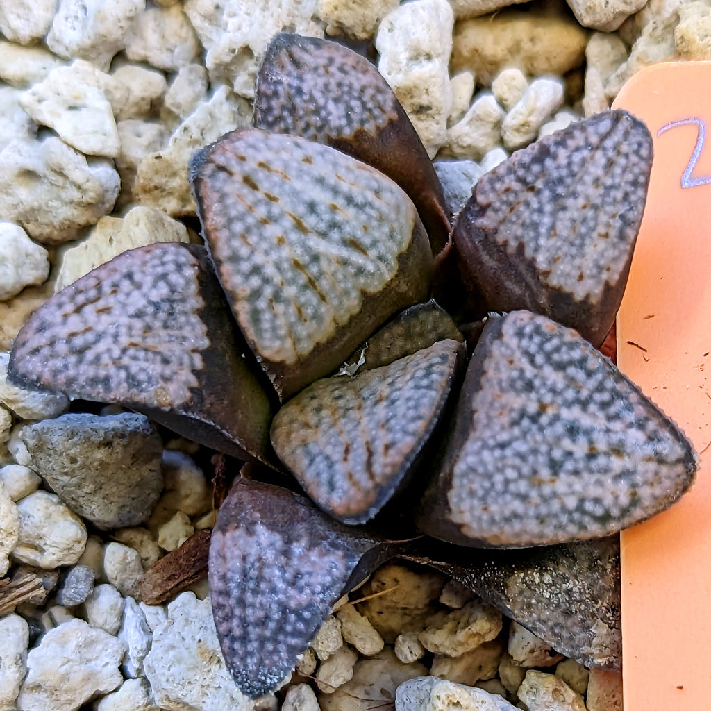 Haworthia groenewaldii hybrid series PP415 #22 SOLD OUT