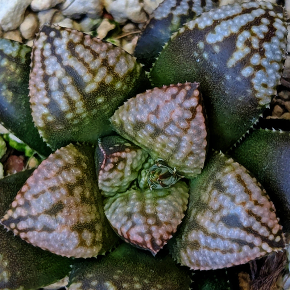 Haworthia PP625 hybrid series #22