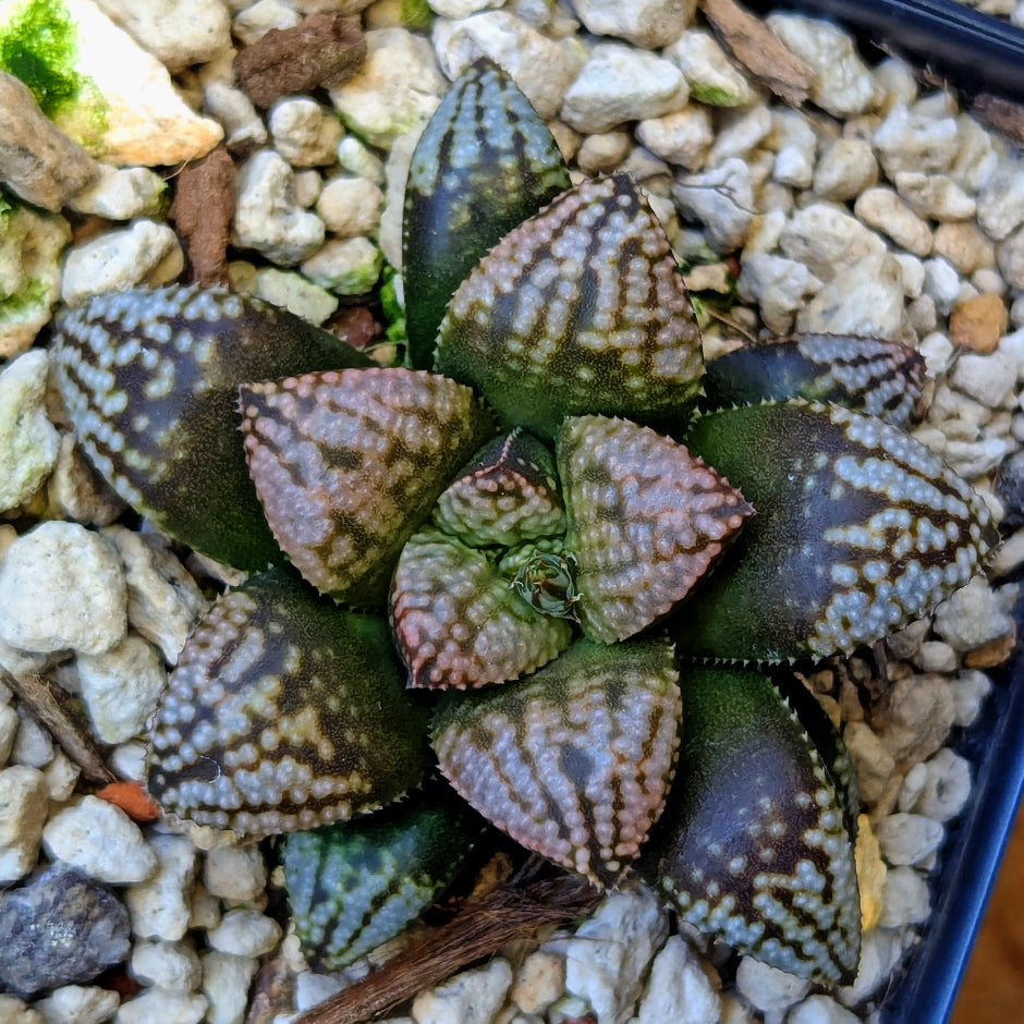 Haworthia PP625 hybrid series #22