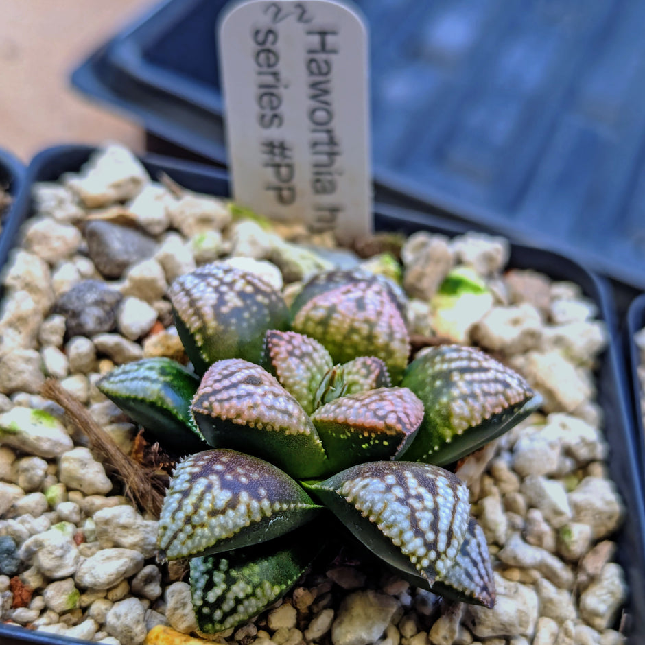 Haworthia PP625 hybrid series #22