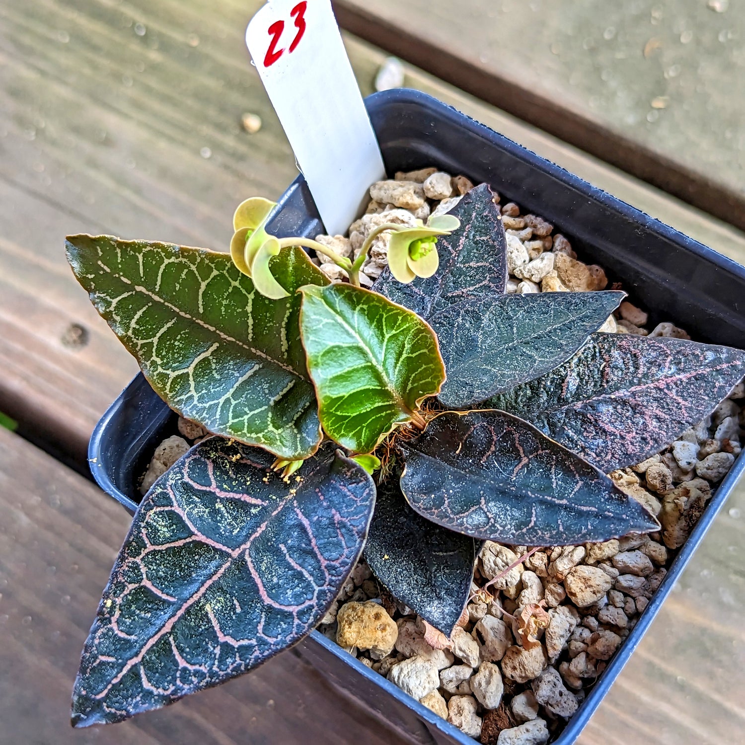 Euphorbia francoisii #23 SOLD OUT