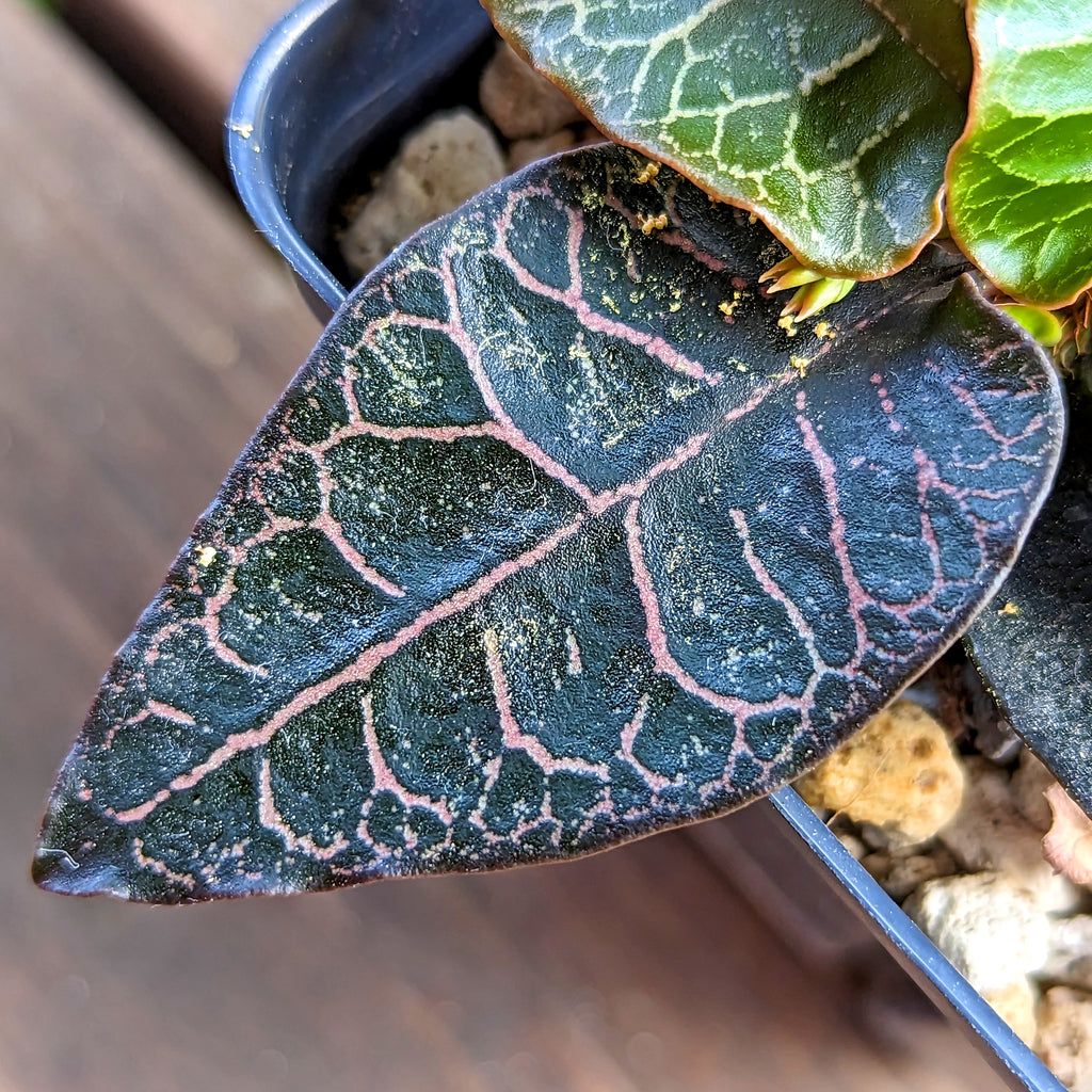 Euphorbia francoisii #23 SOLD OUT