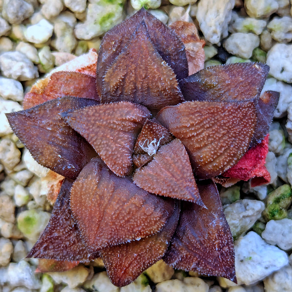 Haworthia hybrid series PP518 #23